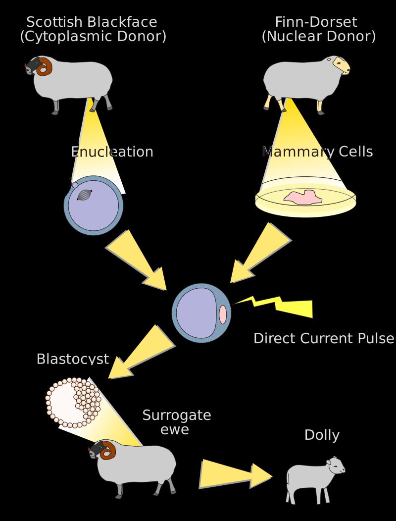 Black Holes Dolly Diagram